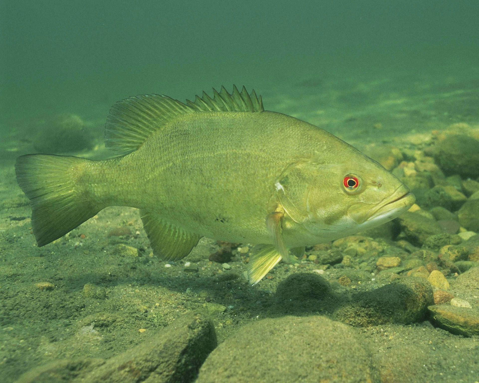 Lake Erie: Premier Walleye Fishing Charters: Book Tours & Activities at